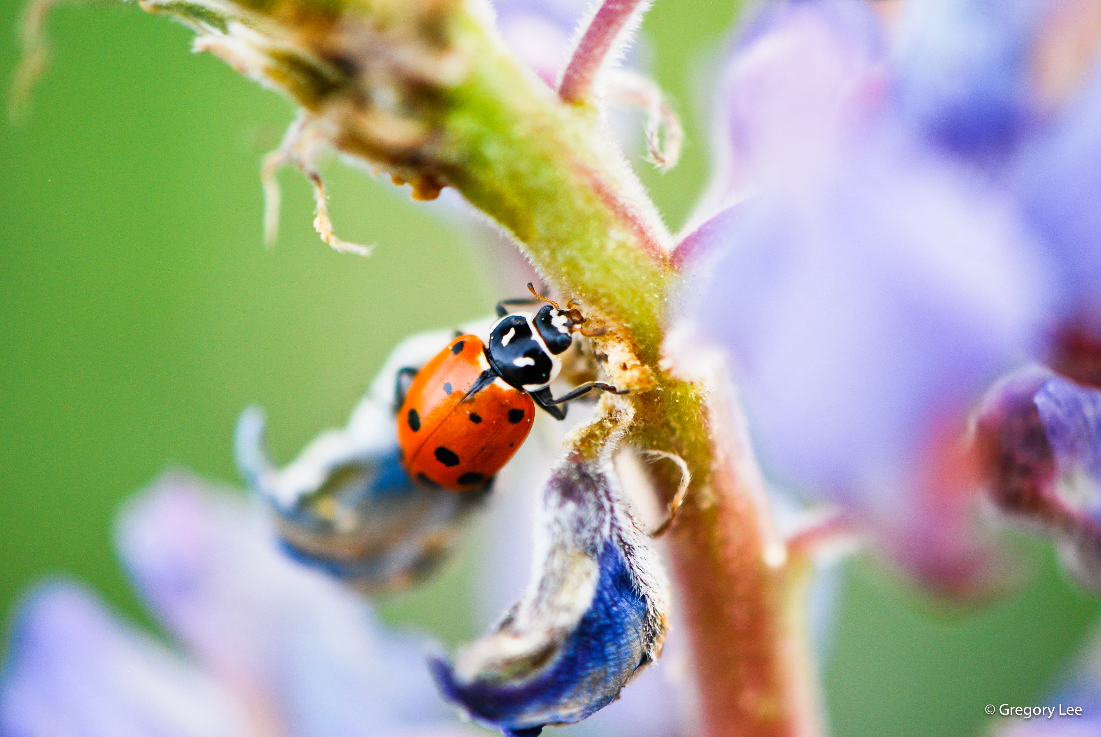 Ladybug